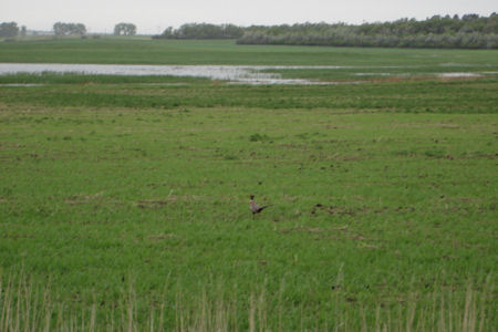 USFWS Image