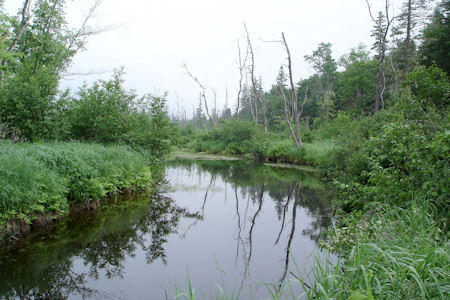 USFWS Image