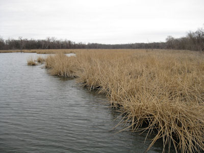 USFWS Image