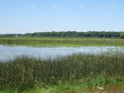 USFWS Image